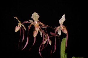 Paphiopedilum Shin-Yi Dragon Huntington's Maroon Cascade HCC 76 pts.